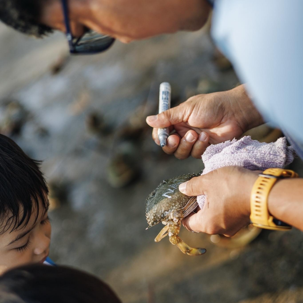 กิจกรรมปล่อยปูม้า เขาตะเกียบ ซอย 1 ใกล้ Let’s Sea Hua Hin Al Fresco Resort